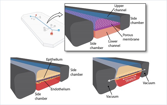 圖1：微流控芯片，復(fù)制于[5]